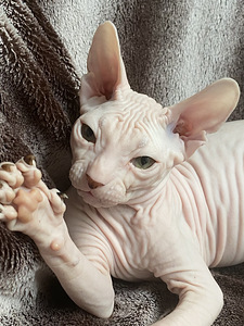 Sphynx