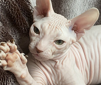 Sphynx