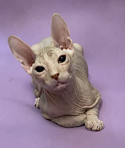 Donskoy sphynx (5 valokuva sivusta 5)