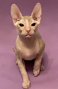 Donskoy sphynx (1 valokuva sivusta 5)