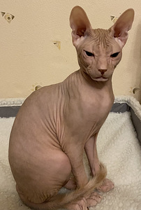 Donskoy sphynx (2 valokuva sivusta 3)