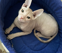 Donskoy sphynx