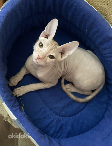 Donskoy sphynx