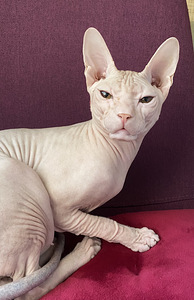 Donskoy sphynx (2 valokuva sivusta 4)