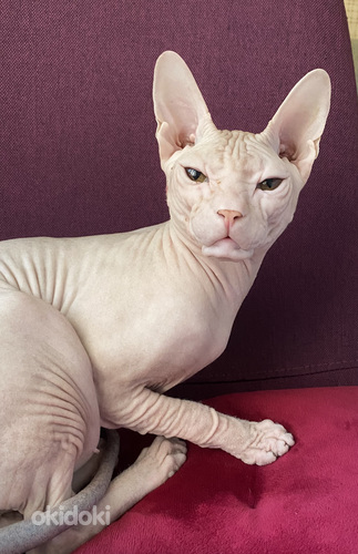 Donskoy sphynx