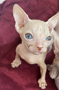 Donskoy sphynx (2 valokuva sivusta 3)