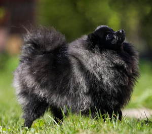 Pomeranian Merle spits (1 foto / 3)