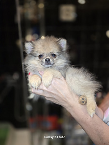 Pomeranian (2 foto / 4)