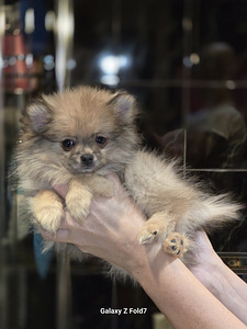 Pomeranian (3 foto / 4)
