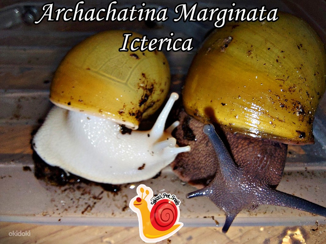 Archachatina - Tallinn, Eksootilised loomad  okidoki