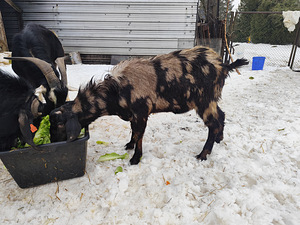 SIKK, SAANE/NUUBIA RISTAND (2 foto / 3)