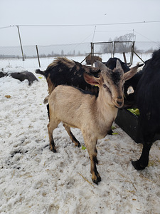 SIKK, SAANE/NUUBIA RISTAND (3 foto / 3)