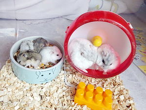 2 Dzungari hamstrikest koos puuriga (5 foto / 5)