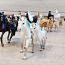 SCHLEICH HORSE CLUB Лошади и другие животные 33 шт, 3 eur/шт (фото #2)