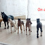 SCHLEICH HORSE CLUB Hobused ja muud loomad 33 tk, 3 eur/tk (foto #5)