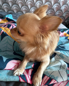Chihuahua isane müük (6 foto / 8)