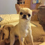 Chihuahua isane (foto #2)