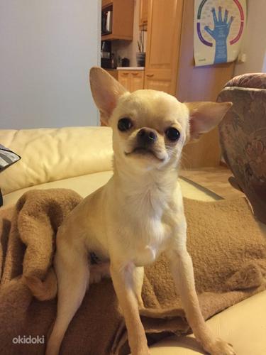 Chihuahua isane (foto #2)