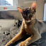 Жениха для абиссинской кошки (фото #2)