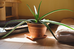 Tõsine aafrika aloe (1 foto / 1)