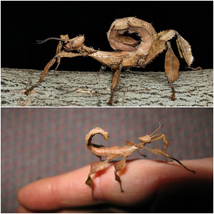 Extatosoma tiaratum - австралийская палочниковая - молодые