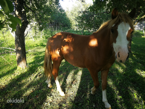 Hobune sport poni noor poiss Pass Olemas (foto #4)