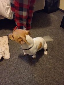 Paaritumine Jack Russell (isane) (3 foto / 6)