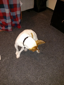 Paaritumine Jack Russell (isane) (4 foto / 6)