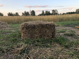 Солома в тюках (2 фото из 4)