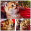 Kuldsed kassipojad (foto #1)