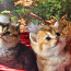 Kuldsed kassipojad (foto #5)