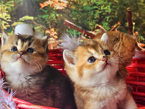 Золотые котята (5 фото из 10)