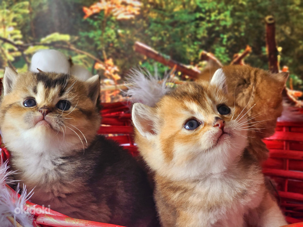 Kuldsed kassipojad (foto #5)