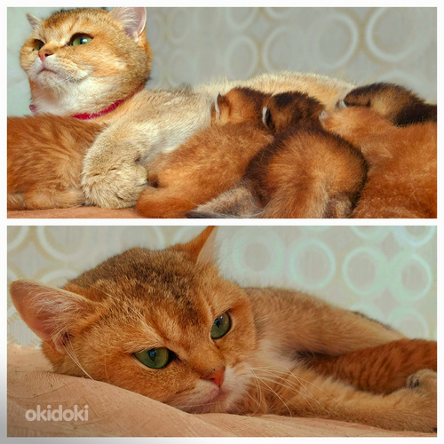 Kuldsed kassipojad (foto #9)
