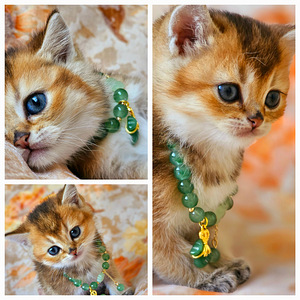 Британские котята (4 фото из 6)
