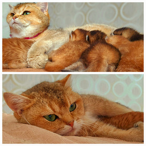 Briti kuldne chinchilla (6 foto / 6)