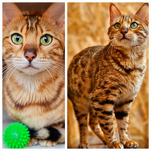 Бенгальские котята (2 фото из 10)