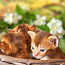 Абиссинские котята (фото #2)