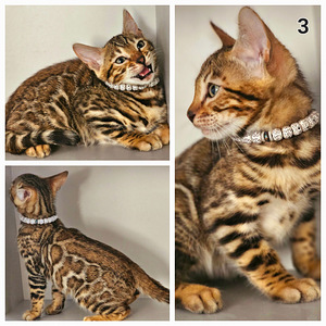 Бенгальские котята (4 фото из 10)