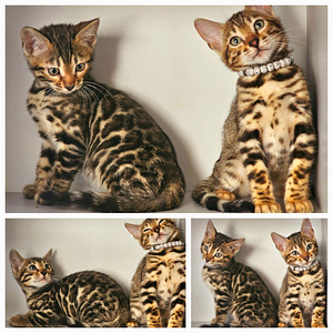 Бенгальские котята (7 фото из 10)