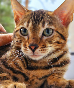 Bengal 31.08 Tallinn (6 foto / 10)