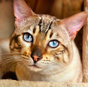 Bengal (10 foto / 10)