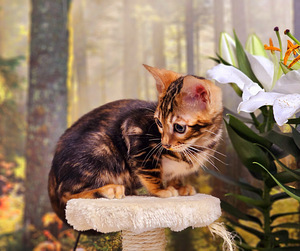 Bengal (6 foto / 10)
