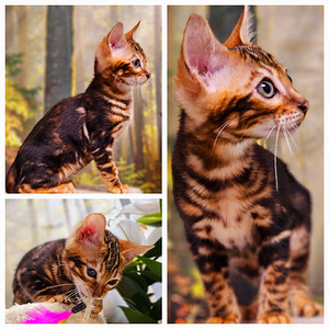 Bengal (1 foto / 10)