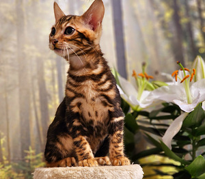 Bengal (8 foto / 10)