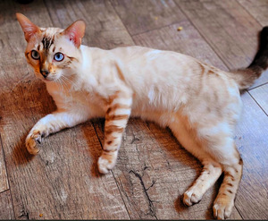 Bengal (9 foto / 10)