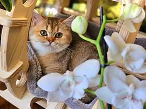 Британский котёнок (2 фото из 10)