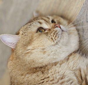 Британский котёнок (9 фото из 10)