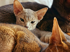 Абиссинский котёнок (2 фото из 3)