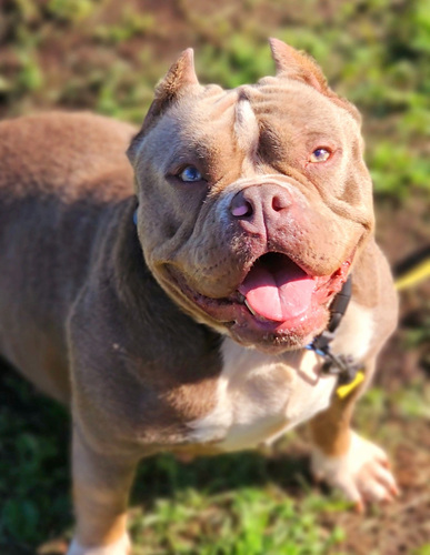 American Bully